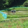 田植えが終わった