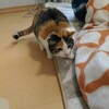 猫達の表情