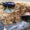 カブトムシがやってきた。
