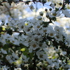 風景写真「白い小さな花」 