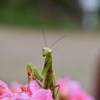 カマキリを飼う！？卵から赤ちゃんが産まれたよ。