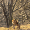 EF70-300mm F4-5.6 IS II USMを持って奈良公園へ