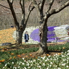 チューリップたち：火の山トルコチューリップ園（山口県下関市）