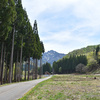 マキタのバキュームで苔広場の杉葉拾い