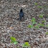井の頭公園カラスさんぽ