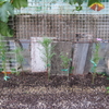 庭のコスモスの様子（今度は、ピンクが開花）