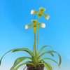 Paph. esquirolei f.album