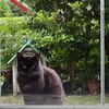 朝の野良猫たち