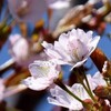 我が家の桜