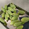 食費節約、2月のちょっとしたお得とおいしい記録
