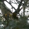 オウムハシハワイマシコ(Maui Parrotbill)