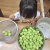 ６９０．梅ジュースをつくる！