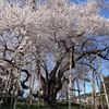 歳月を経てなお美しく咲き誇る、福島県の「樹齢500年以上の桜」17選＜後編＞