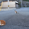 みさきまぐろきっぷで猫島と噂高い城ヶ島へ③