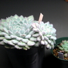 Echeveria setosa v. minor