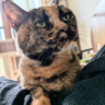 サビ猫を愛で愛する皆さまのグループです★