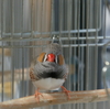 『今日も踏まれる春くん』他　今日の錦華鳥・春夏秋冬