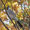 野鳥さんの訪問者　カケスさんたち