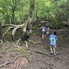 くじゅう……オオヒナノウスツボ、イワタバコ