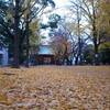 【日常】八幡神社・千本銀杏