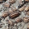 イソフサヤスデ（Eudigraphis takakuwai nigricans）