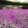 栃木・群馬 ＜リンゴ狩り＞《バスツアー》