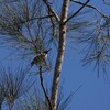 ヨコジマミツスイ(Barred Honeyeater)など