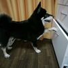 引き出しを開ける犬　テレビ出演しました