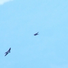 キタオビナシショウドウツバメ Northern Rough-winged Swallow