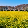 権現堂桜堤東側
