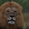 百獣の王ライオン(Lion)
