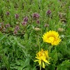 🌼春の畑で見つけた野草たち 〜タンポポ・ヒメオドリコソウの見分け方〜