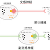 医療用語44.アセチルコリン