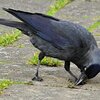 ８月３１日（月）：カラスのぼうすがいた