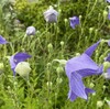 夏を彩る花たち　キキョウとヒャクニチソウが見ごろです