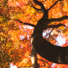 秋は中途半端なのか？：寺家公園の紅葉