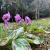 高梁市備中町　平松カタクリ園にカタクリの花を見に行きました♪