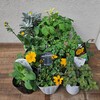 黄色い花を咲かせる八重咲オキザリスやビデンス・タイムレスシリーズなどの植栽