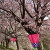 札幌のGWは　桜見物から始まった