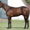 【ノルマンディー】2023年度募集馬評価⑭メイケイキララの22