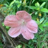 春の花　サツキ