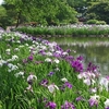“あやめ”咲く緑水苑は美しい！（郡山市）