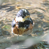 水浴びをするヤマガラとメジロ