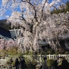 身延山　久遠寺しだれ桜ハイキング