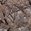 母校の桜を愛でる