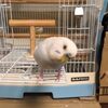 インコのぴーちゃん☆彡