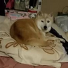 クリンへの想いは尽きなくて・・・110