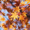 2017年11月25日 仏果山〜高取山（日帰り）