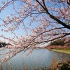サクラ
