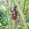 強い菊芋が9月に収穫できました